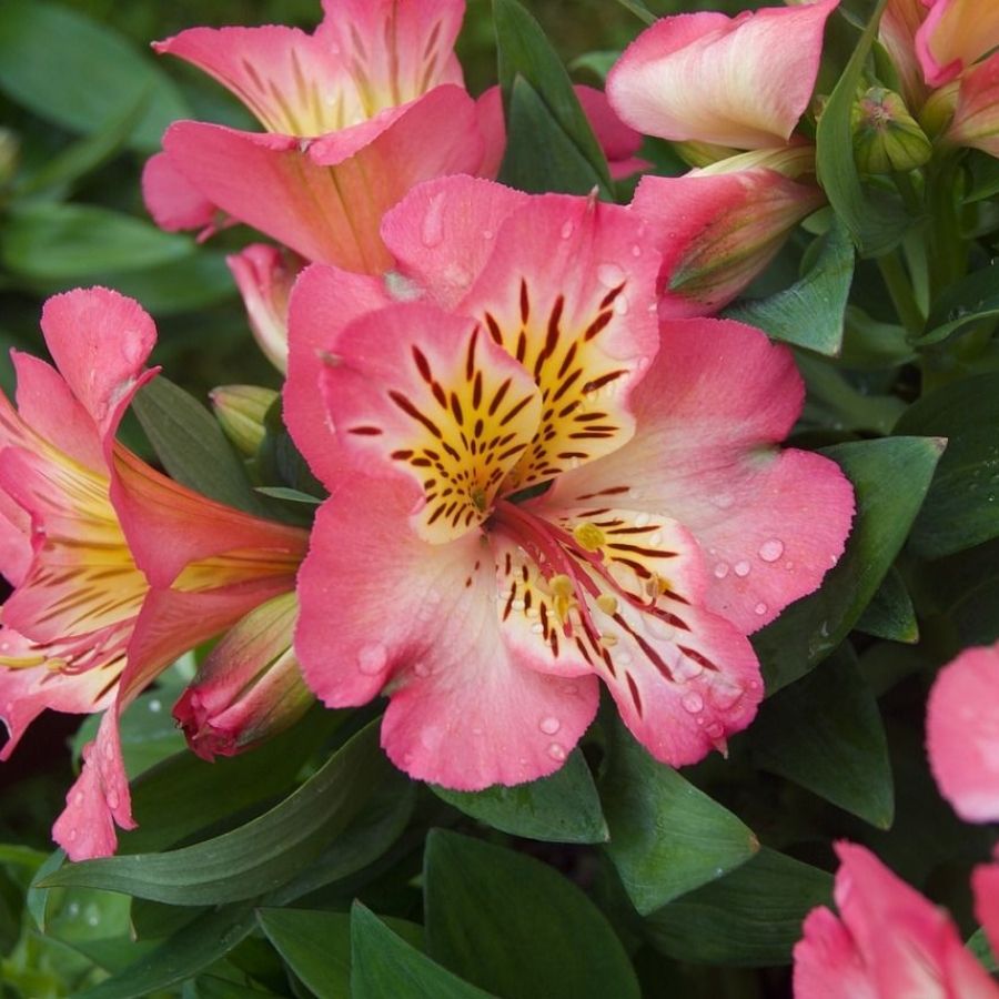 Альстромерия Флирт - Dolina-Sad.Ru