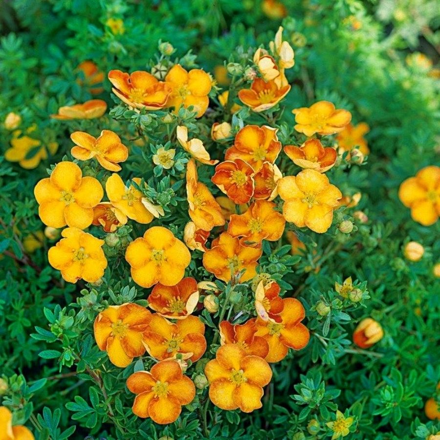 Лапчатка кустарниковая Танжерин, С3 Лапчатка кустарниковая Танжерин, С3 - Dolina-Sad.Ru