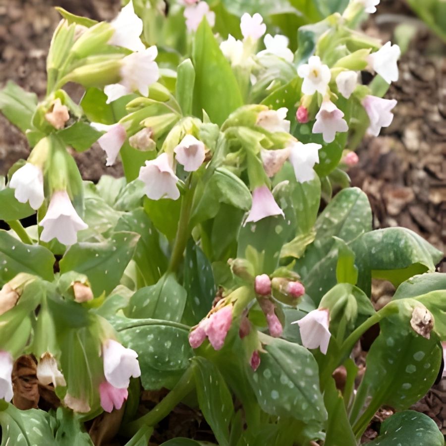 Медуница Миссис Киттл - Dolina-Sad.Ru