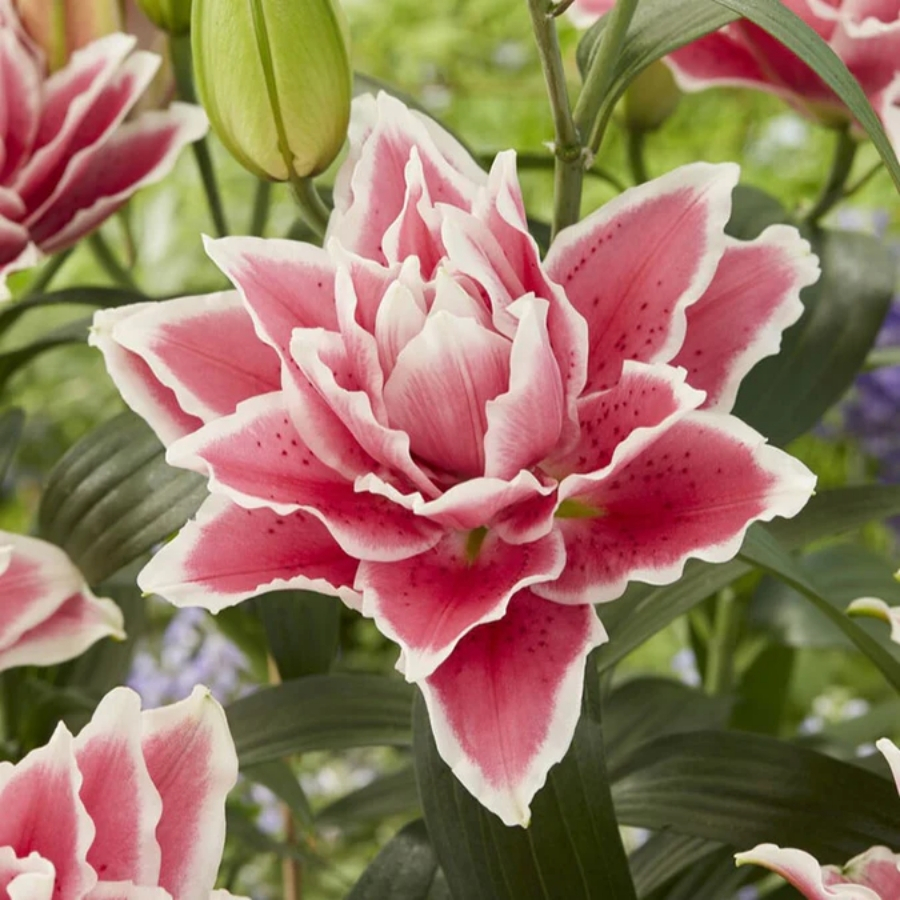 Лилия Роузлили Саманта - Dolina-Sad.Ru