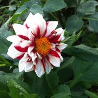 Георгина Файер энд Айс - Dolina-Sad.Ru