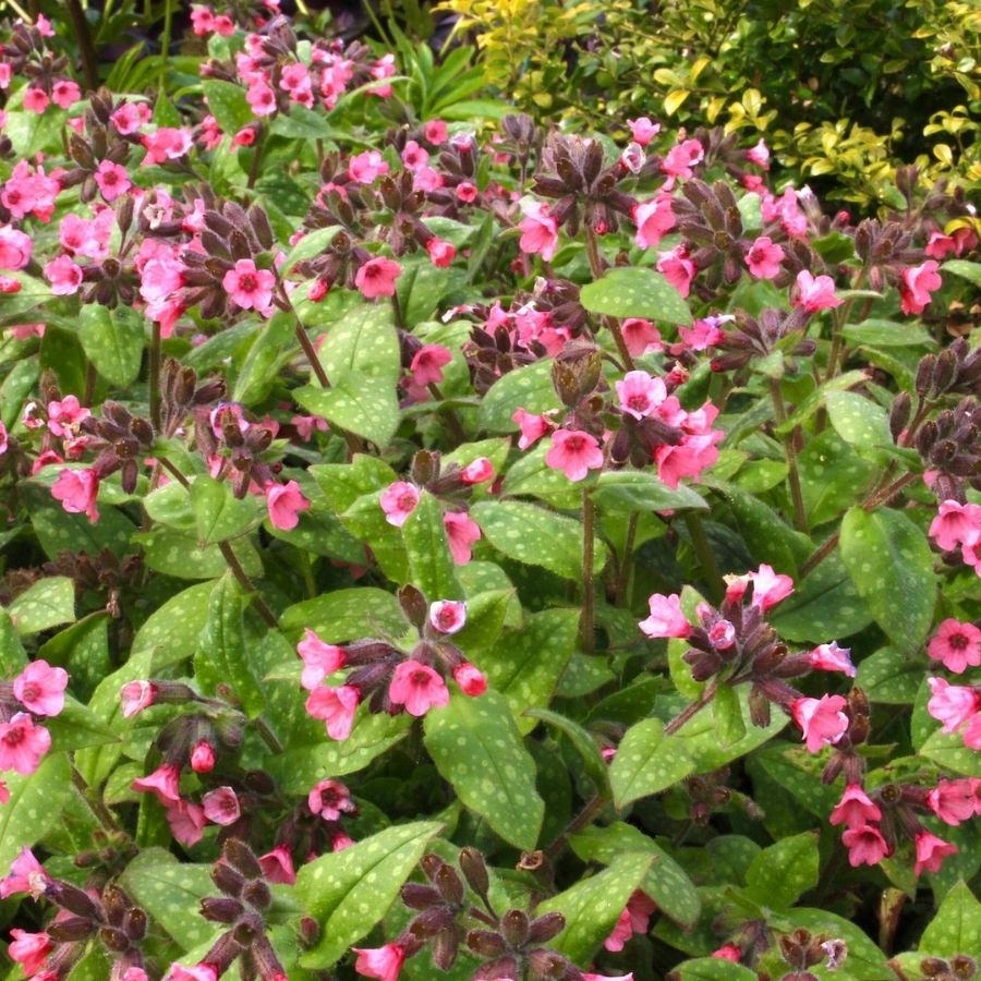 Медуница сахаратная Дора Белефелд Медуница сахаратная Дора Белефелд - Dolina-Sad.Ru