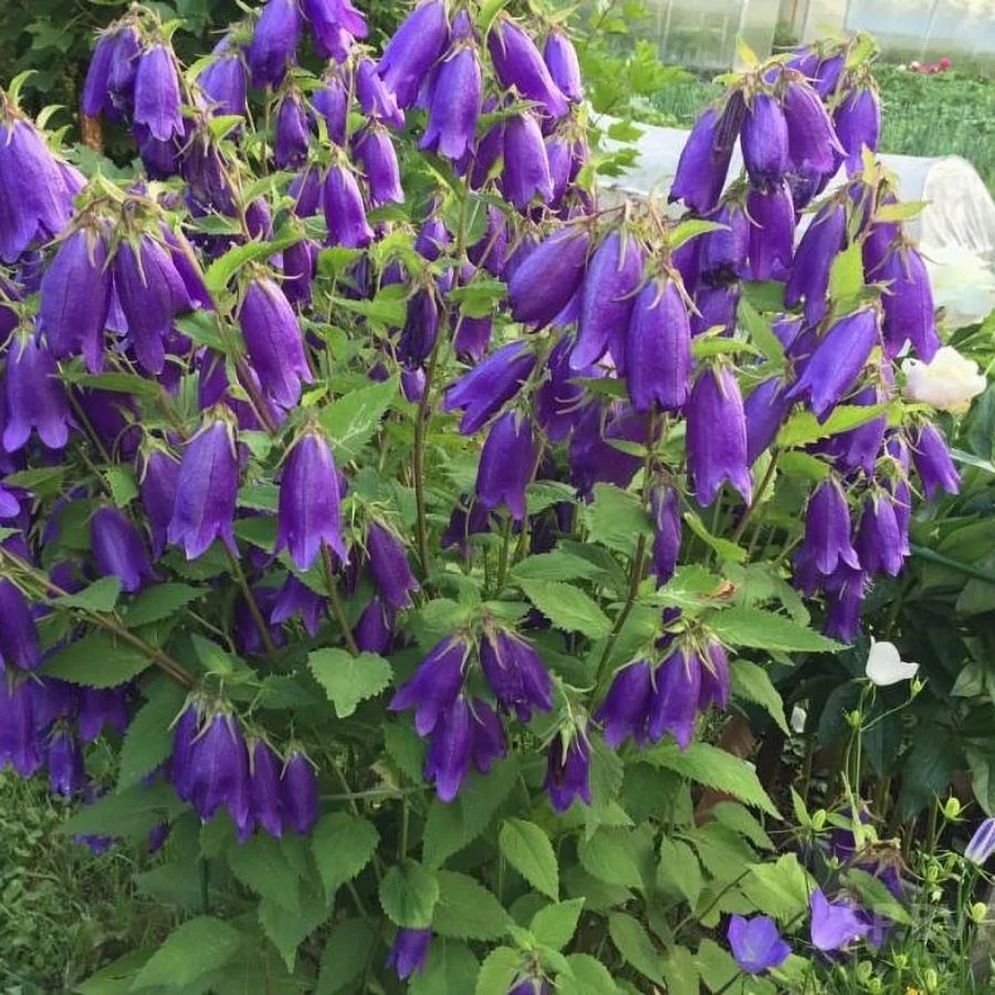 Колокольчик Сарастро Колокольчик Сарастро - Dolina-Sad.Ru