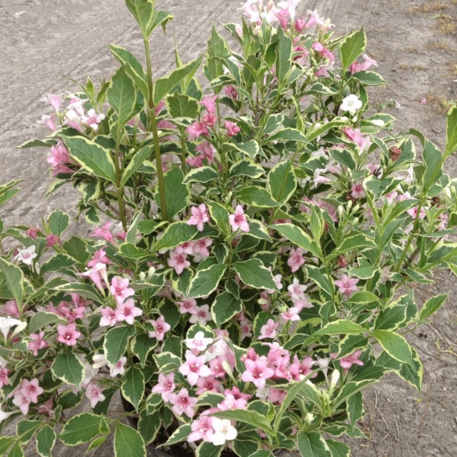 Вейгела цветущая Сюзанна, С3 - Dolina-Sad.Ru