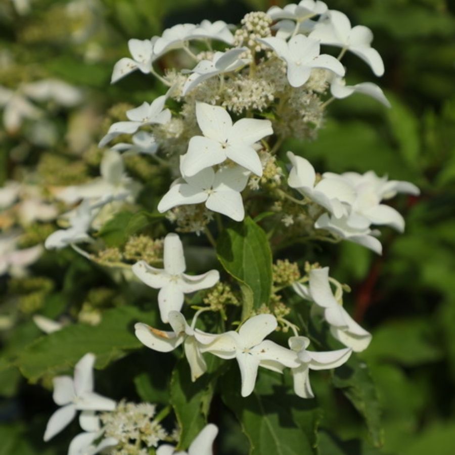 Гортензия метельчатая Дегудо, С3 Гортензия метельчатая Дегудо, С3 - Dolina-Sad.Ru