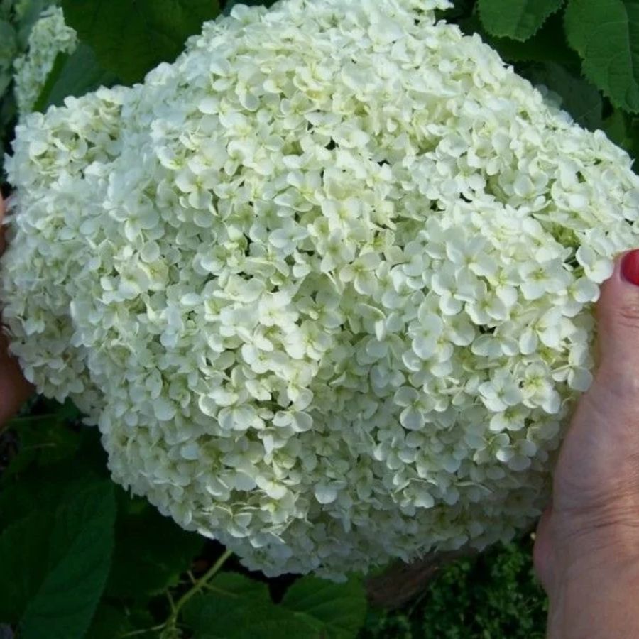 Гортензия древовидная Баунти, С2 - Dolina-Sad.Ru