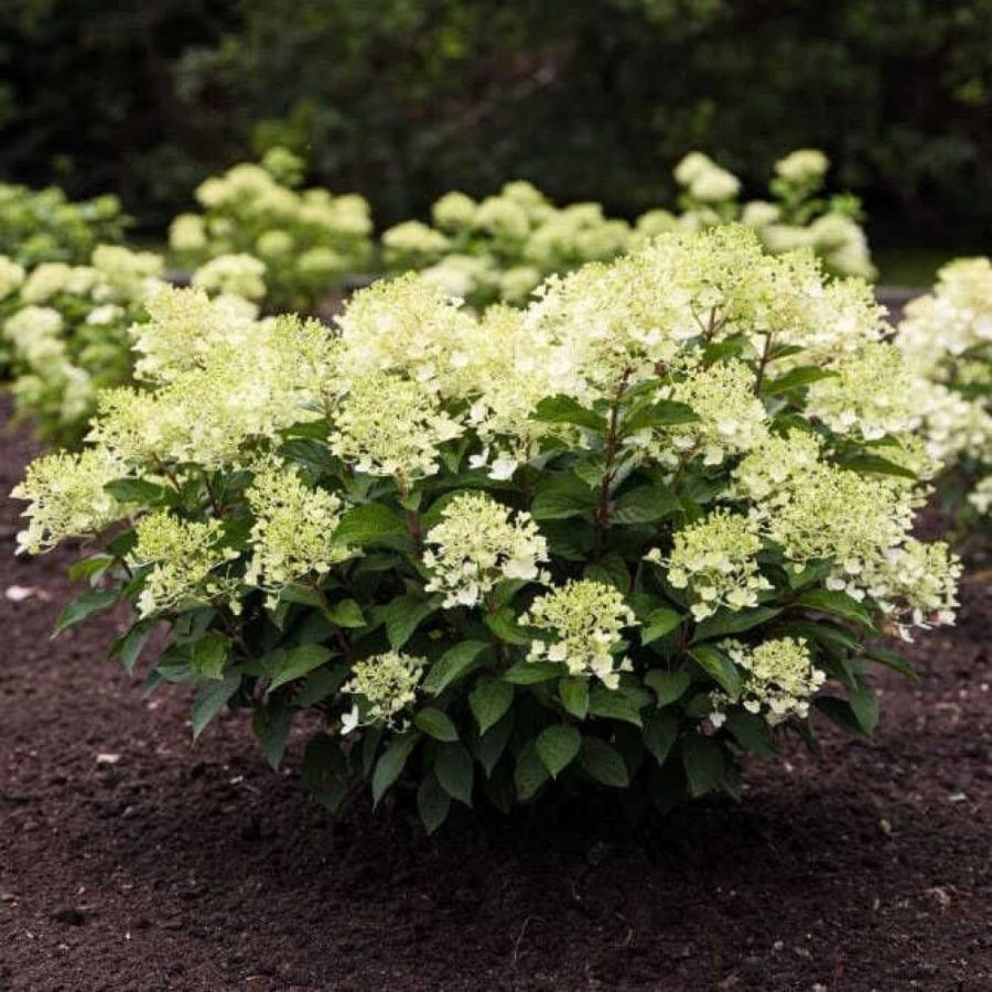 Гортензия метельчатая Милк энд Хани, С1,5 Гортензия метельчатая Милк энд Хани, С1,5 - Dolina-Sad.Ru