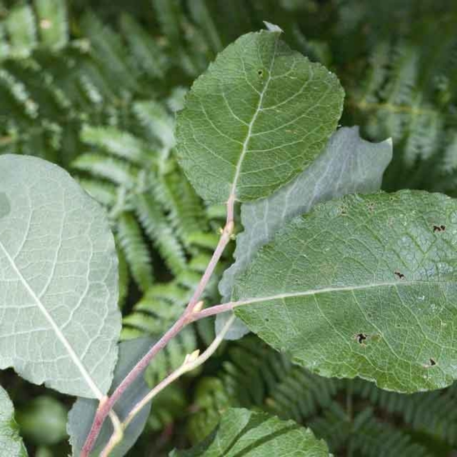 Ива козья, С3 Ива козья, С3 - Dolina-Sad.Ru