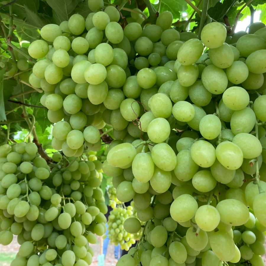 Виноград Регал - Dolina-Sad.Ru