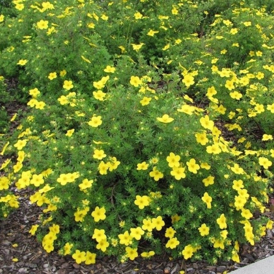 Лапчатка кустарниковая Саммерфлор, С3 Лапчатка кустарниковая Саммерфлор, С3 - Dolina-Sad.Ru