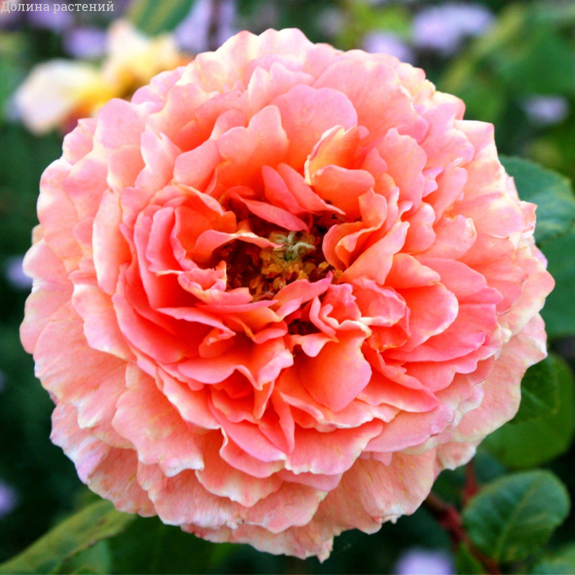 Роза Абрахам Дерби в горшке Роза Абрахам Дерби в горшке - Dolina-Sad.Ru