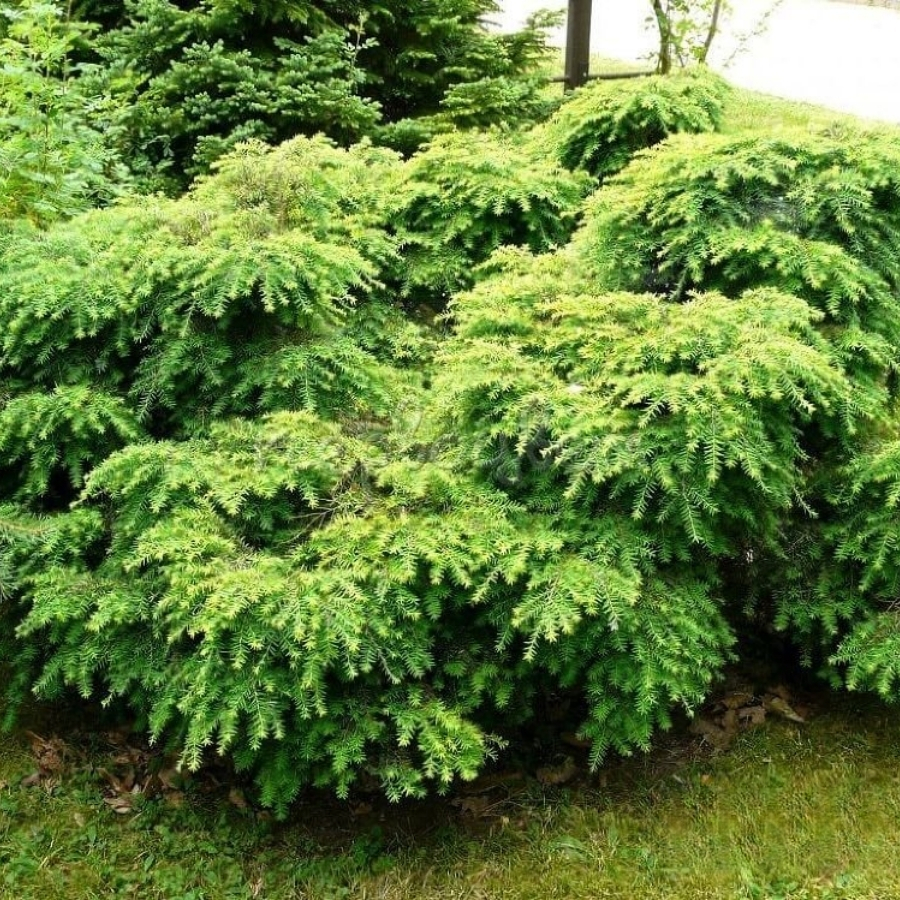 Тсуга канадская Литл Ниндзя Тсуга канадская Литл Ниндзя - Dolina-Sad.Ru