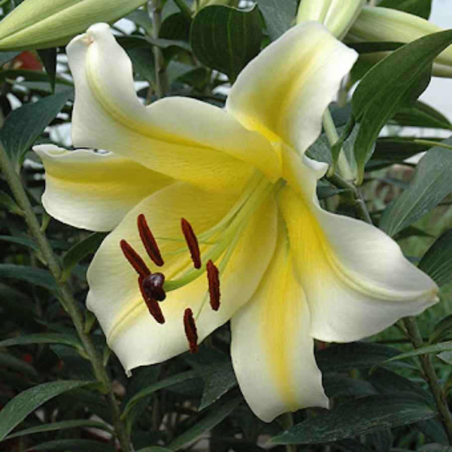 Лилия Конка д’Ор - Dolina-Sad.Ru