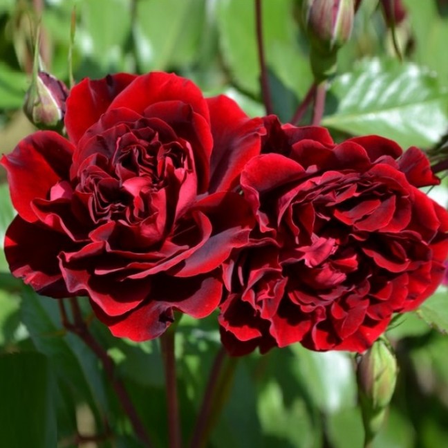 Роза Изабель Ренессанс в горшке Роза Изабель Ренессанс в горшке - Dolina-Sad.Ru