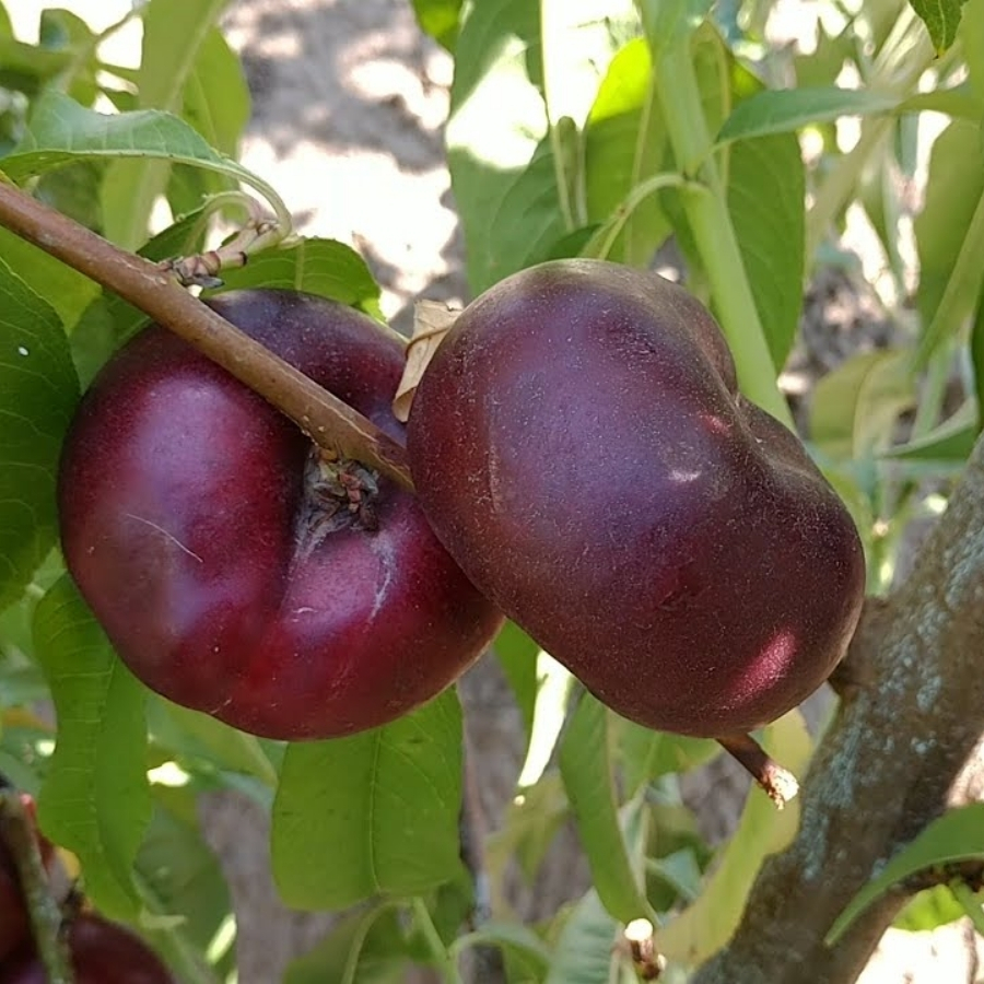 Нектарин Данат - Dolina-Sad.Ru