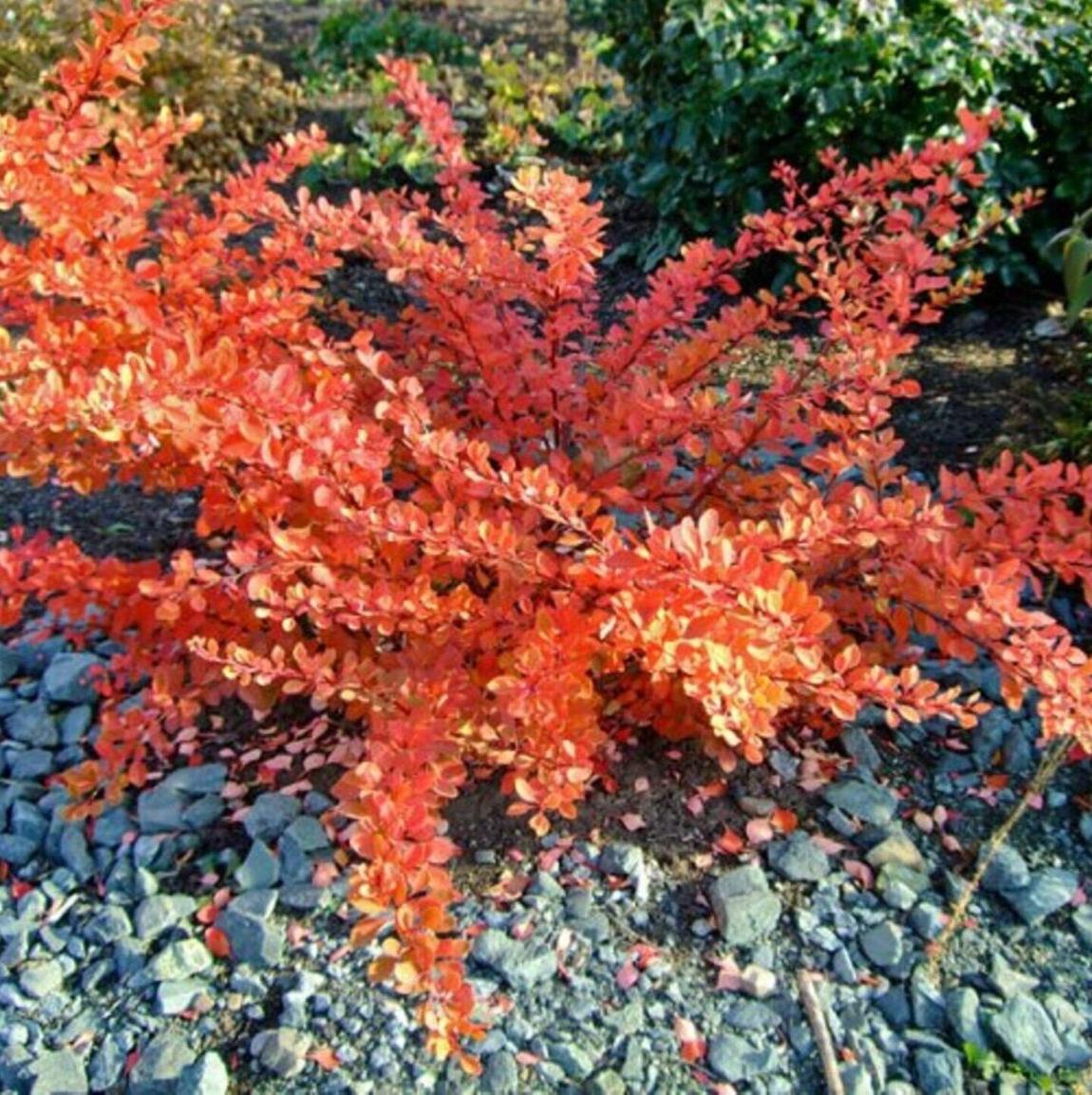 Барбарис тунберга Оранж Карпет - Dolina-Sad.Ru