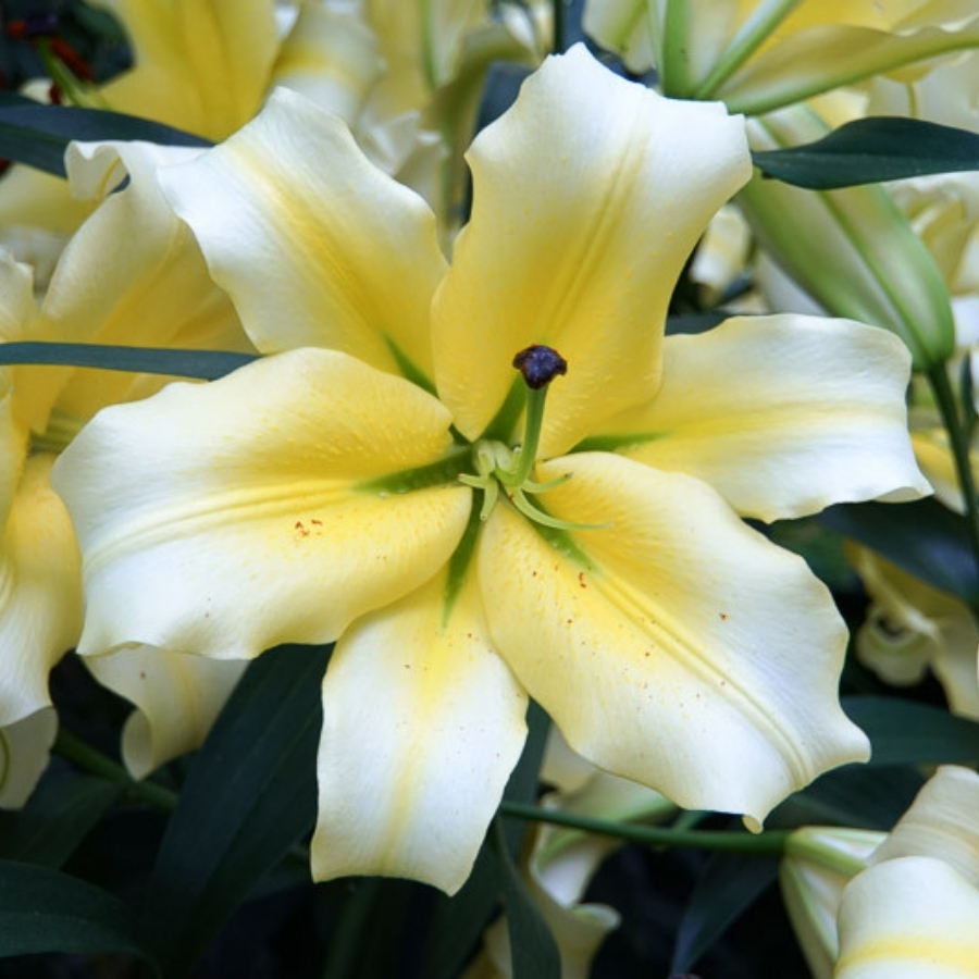 Лилия Конка д’Ор - Dolina-Sad.Ru