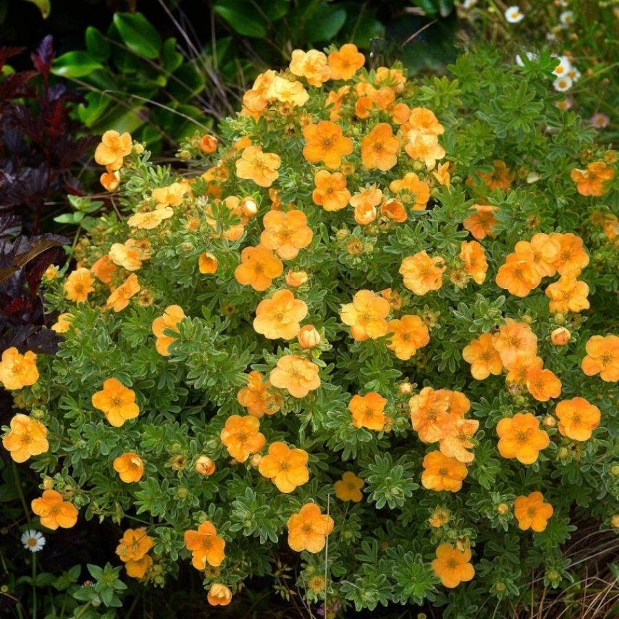 Лапчатка кустарниковая Манго Танго, С3 Лапчатка кустарниковая Манго Танго, С3 - Dolina-Sad.Ru