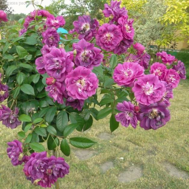 Роза Перпл Эден в горшке - Dolina-Sad.Ru