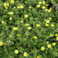 Лапчатка кустарниковая Голдтеппич Лапчатка кустарниковая Голдтеппич фото