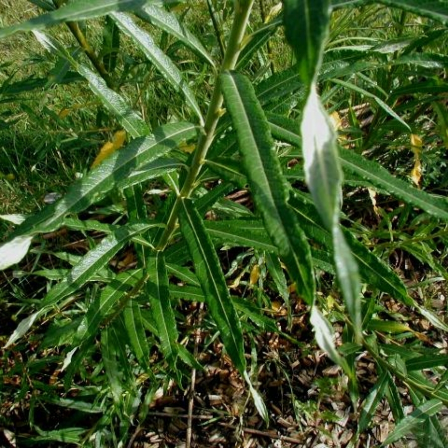 Ива прутовидная, С3 Ива прутовидная, С3 - Dolina-Sad.Ru