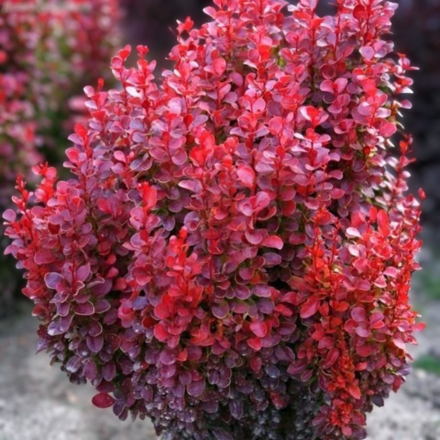 Барбарис Тунберга Ред Дж, С2 - Dolina-Sad.Ru