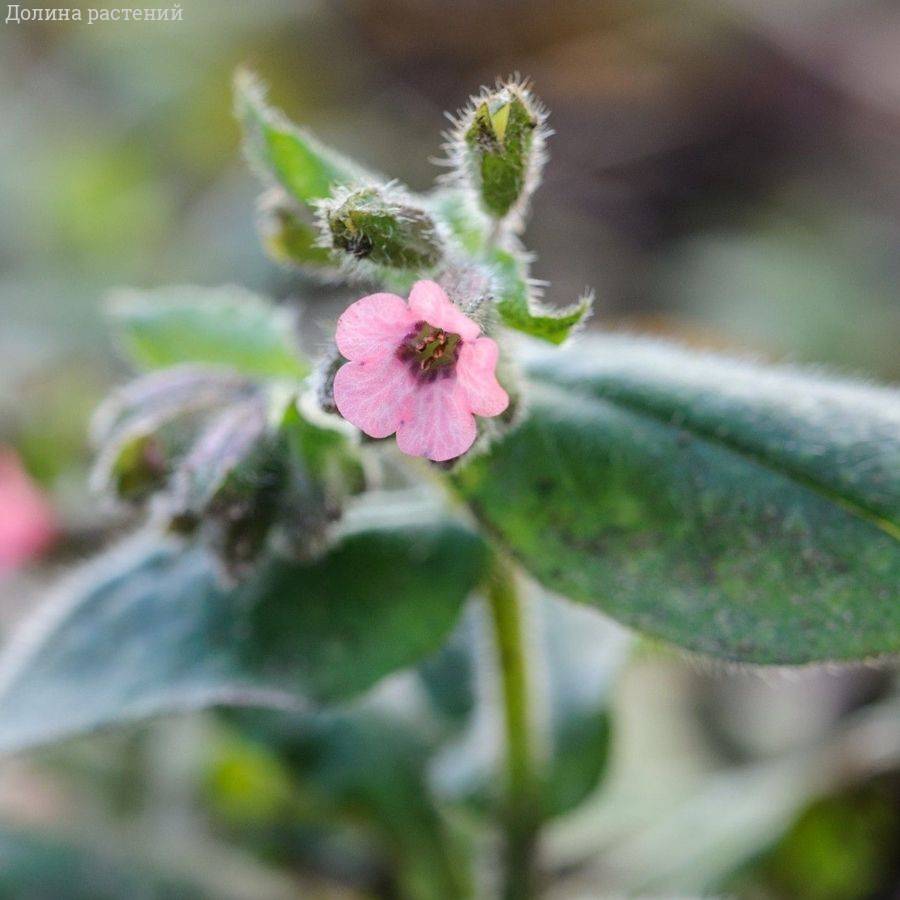 Медуница сахаратная Дора Белефелд Медуница сахаратная Дора Белефелд - Dolina-Sad.Ru