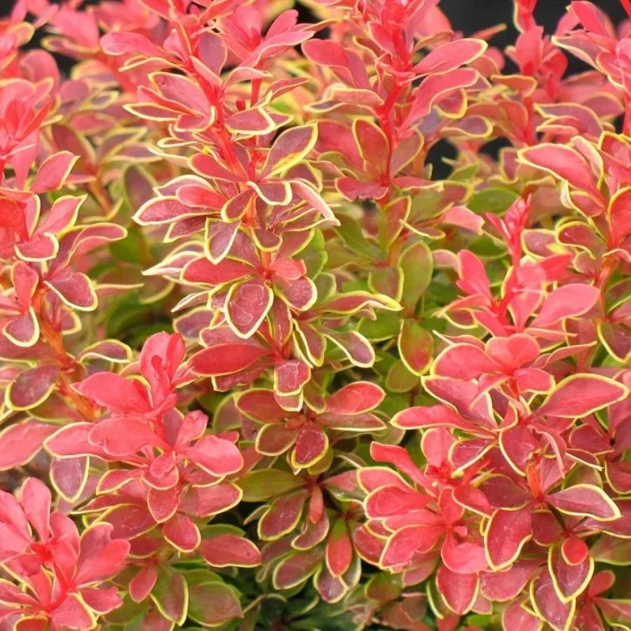 Барбарис Тунберга Оранж Санрайз, С3 Барбарис Тунберга Оранж Санрайз, С3 - Dolina-Sad.Ru