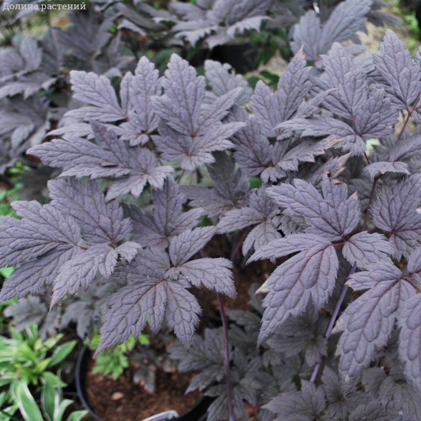 Воронец простой Пинк Спайк Воронец простой Пинк Спайк - Dolina-Sad.Ru