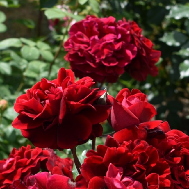 Роза Изабель Ренессанс в горшке Роза Изабель Ренессанс в горшке - Dolina-Sad.Ru