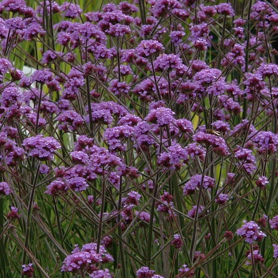 Вербена бонарская Лоллипоп Вербена бонарская Лоллипоп - Dolina-Sad.Ru