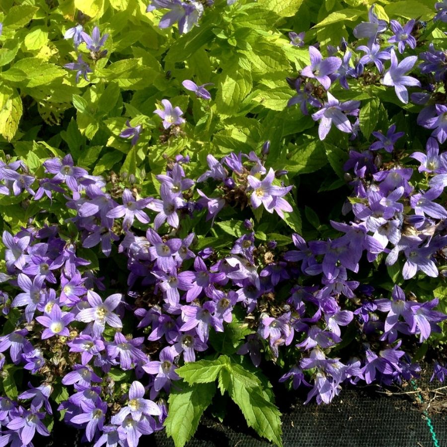 Колокольчик молочноцветковый Пуфф - Dolina-Sad.Ru