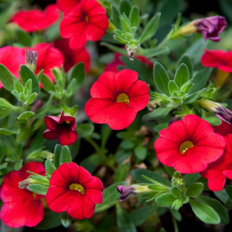 Калибрахоа Алоха Кона Черри Ред - Dolina-Sad.Ru