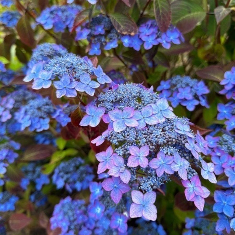 Гортензия пильчатая Барка, С3 Гортензия пильчатая Барка, С3 - Dolina-Sad.Ru