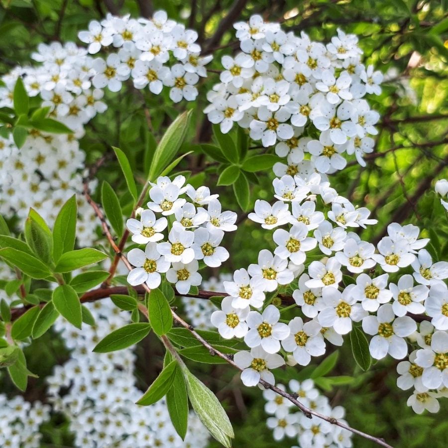 Спирея стелющаяся, С3 Спирея стелющаяся, С3 - Dolina-Sad.Ru