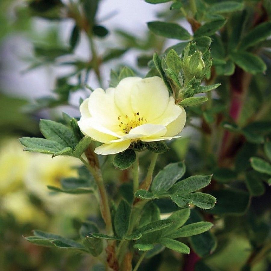 Лапчатка кустарниковая Лемон Меринг, С3 Лапчатка кустарниковая Лемон Меринг, С3 - Dolina-Sad.Ru