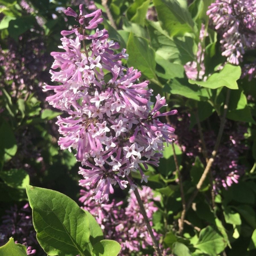 Сирень раскидистая Мисс Ким, С3 Сирень раскидистая Мисс Ким, С3 - Dolina-Sad.Ru