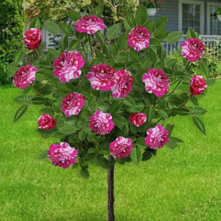 Роза штамбовая Папагено Роза штамбовая Папагено - Dolina-Sad.Ru