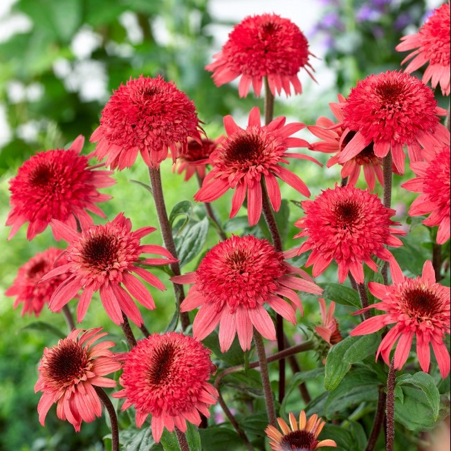 Эхинацея Распберри Трафл Эхинацея Распберри Трафл фото