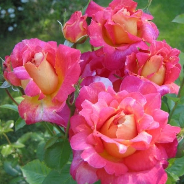 Роза Декор Арлекин в горшке Роза Декор Арлекин в горшке - Dolina-Sad.Ru