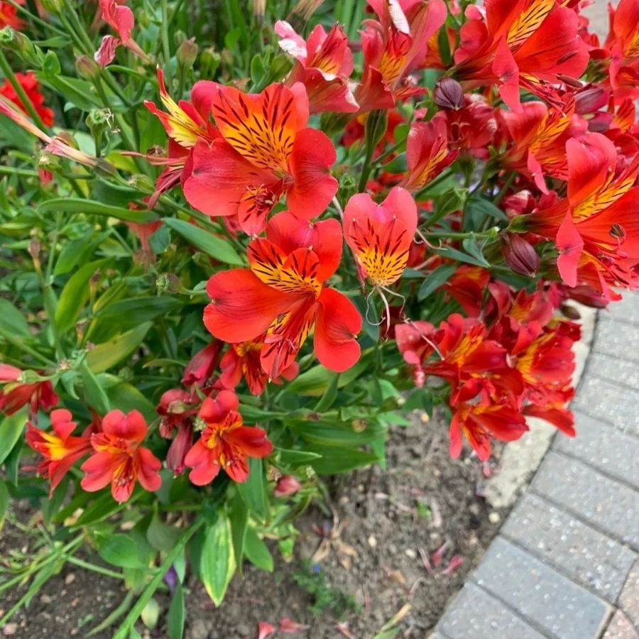 Альстромерия Марс - Dolina-Sad.Ru