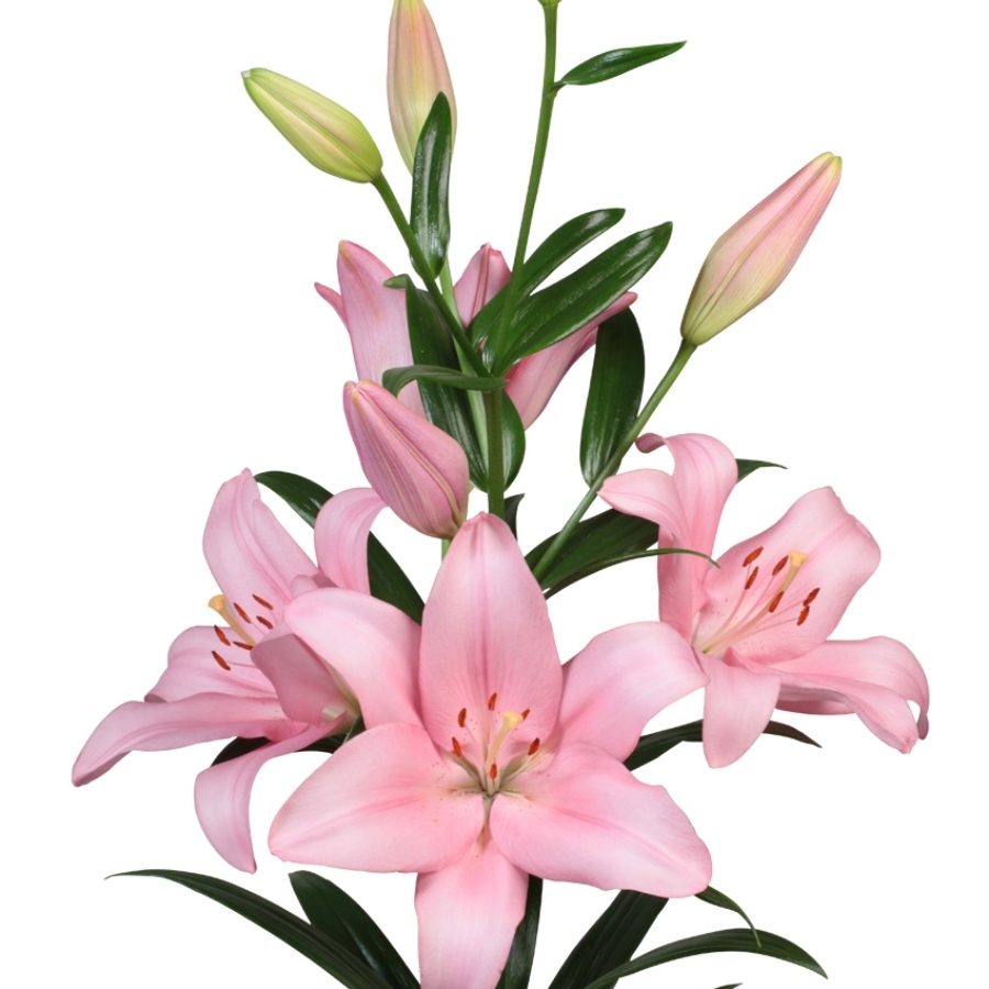 Лилия Пачано - Dolina-Sad.Ru