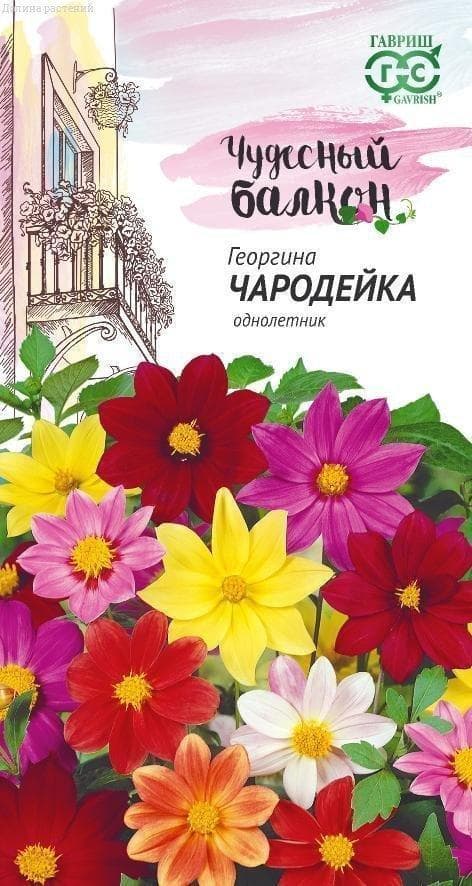 Георгина Чародейка, смесь "Чудесный балкон" фото