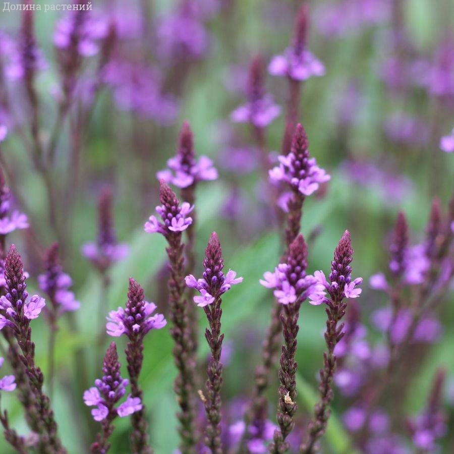 Вербена копьевидная Блю Спайрс Вербена копьевидная Блю Спайрс - Dolina-Sad.Ru
