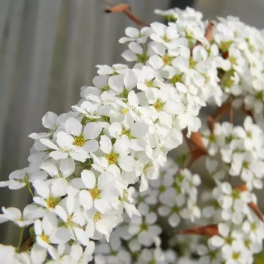 Спирея сливолистная Голдфайер, С3 Спирея сливолистная Голдфайер, С3 - Dolina-Sad.Ru