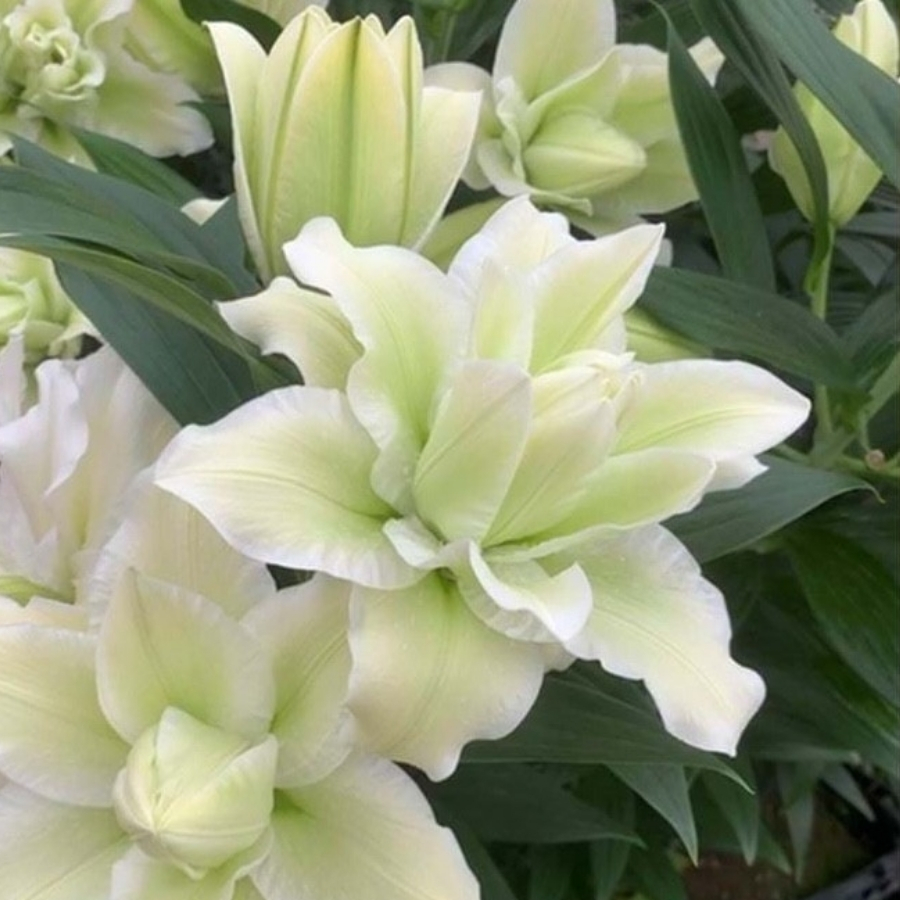 Лилия Роузлили Джоэлла - Dolina-Sad.Ru