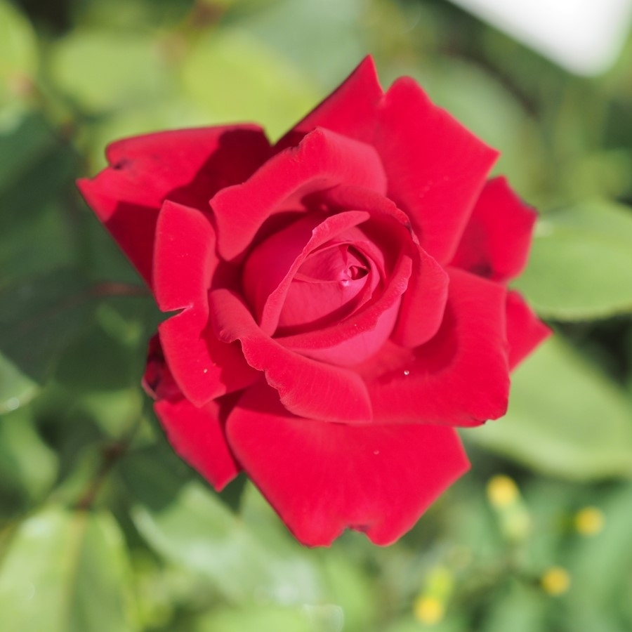 Роза Руби Вединг - Dolina-Sad.Ru