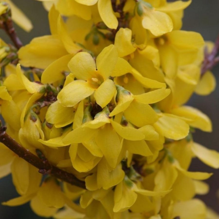 Форзиция промежуточная Курталин, С5 - Dolina-Sad.Ru