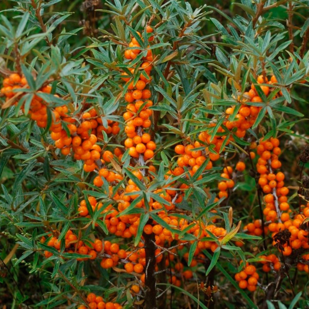 Облепиха крушиновидная Фрисдорфер Оранж Облепиха крушиновидная Фрисдорфер Оранж - Dolina-Sad.Ru