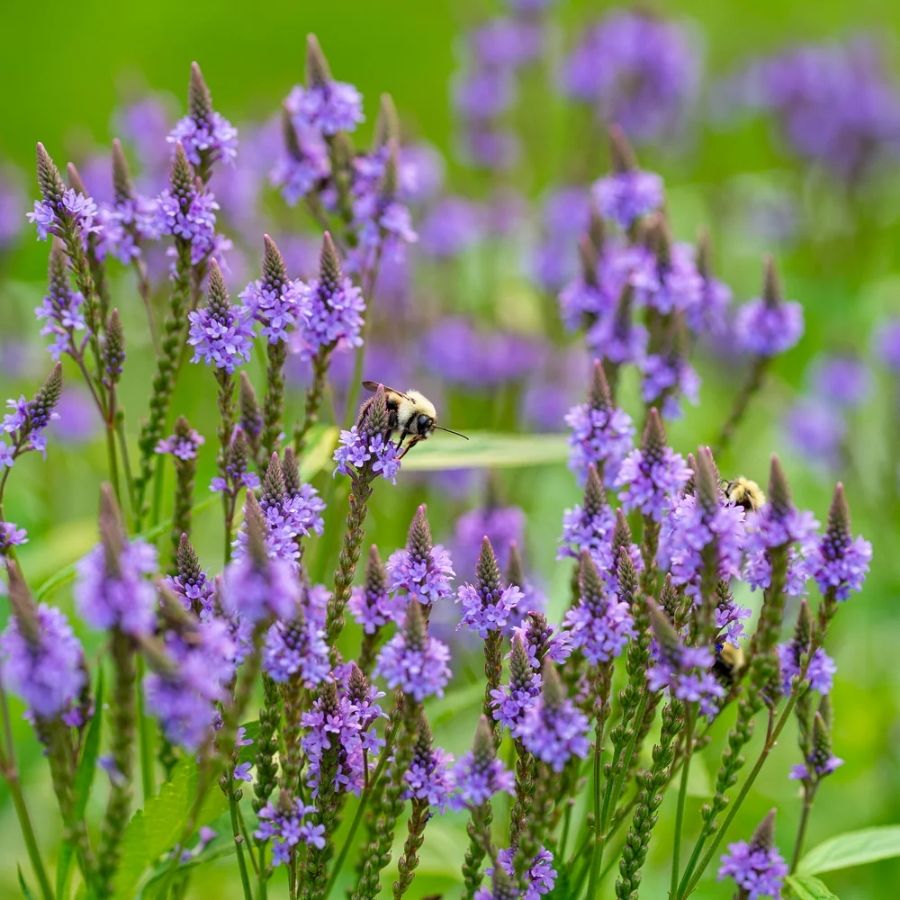 Вербена копьевидная Блю Спайрс Вербена копьевидная Блю Спайрс - Dolina-Sad.Ru